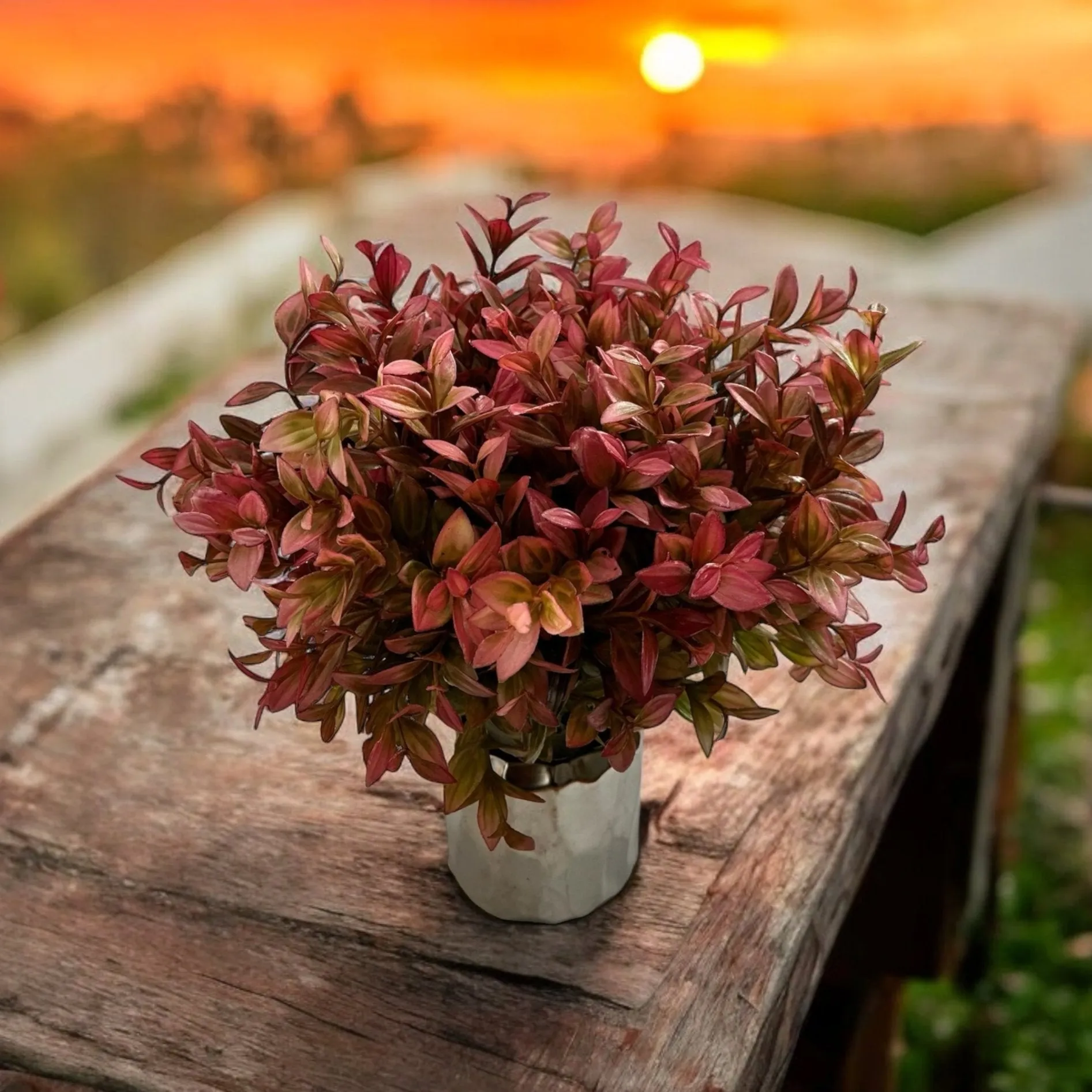 Red Vanilla Plant